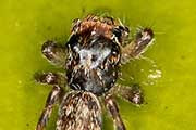 Jumping Spider (Paraphilaeus daemeli) (Paraphilaeus daemeli)